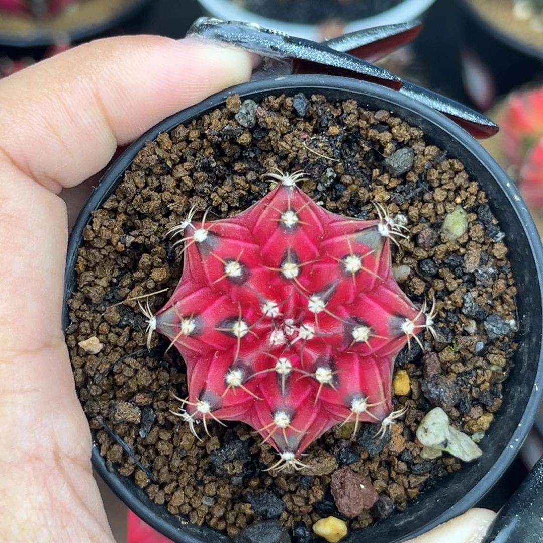 红穹顶 实生 带盆土发货