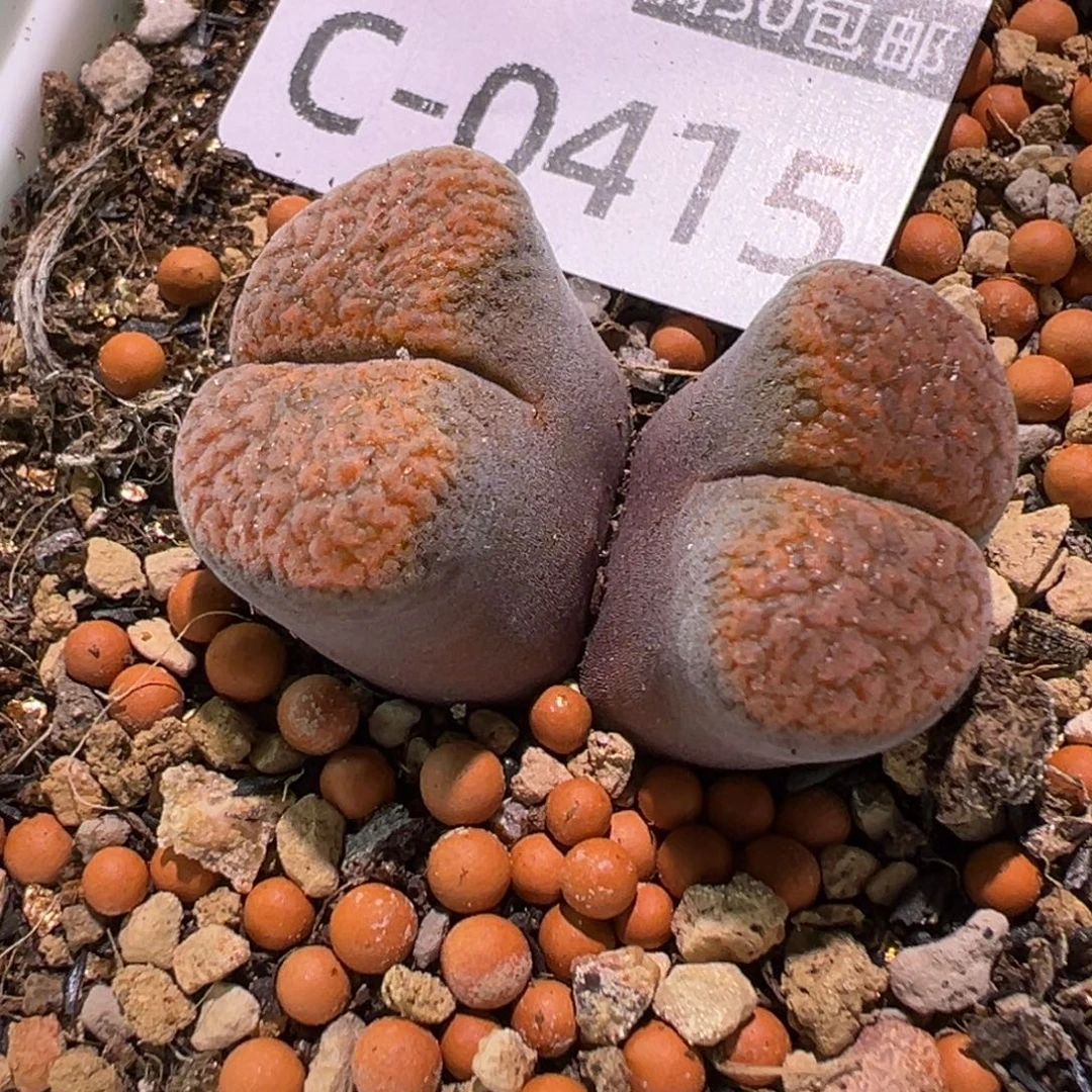 多肉植物11111111111111