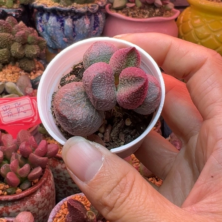 一物一拍感谢支持