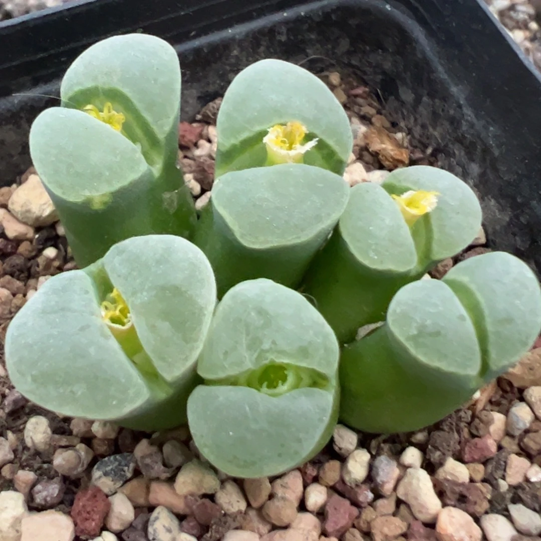 宵***专拍专拍 肉锥植物