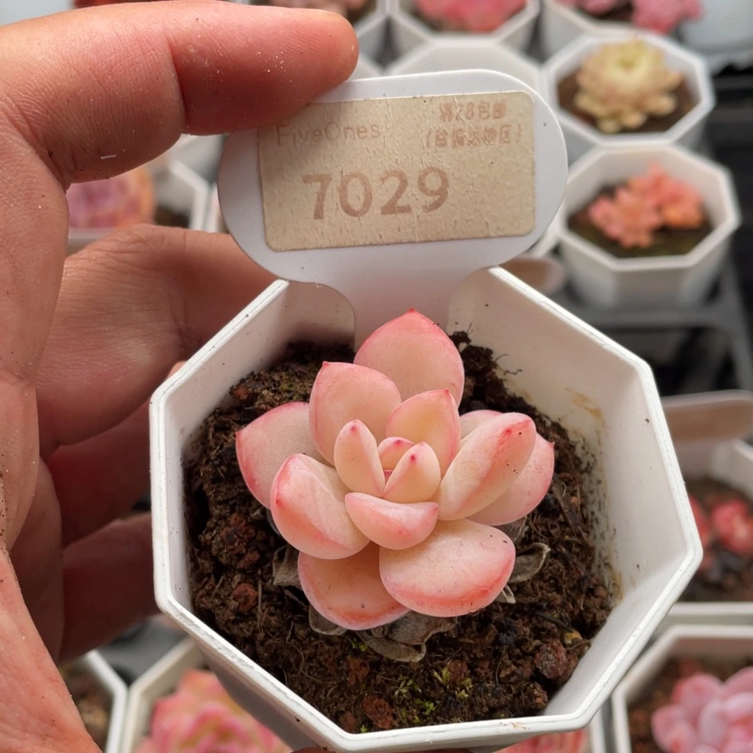 草莓泡芙7029-4.5厘米