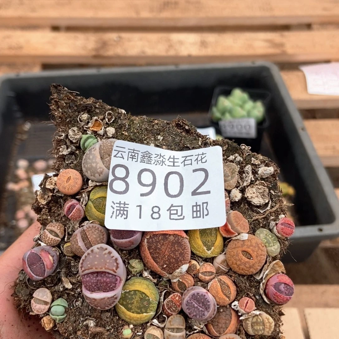 8902彩色混合切糕微瑕