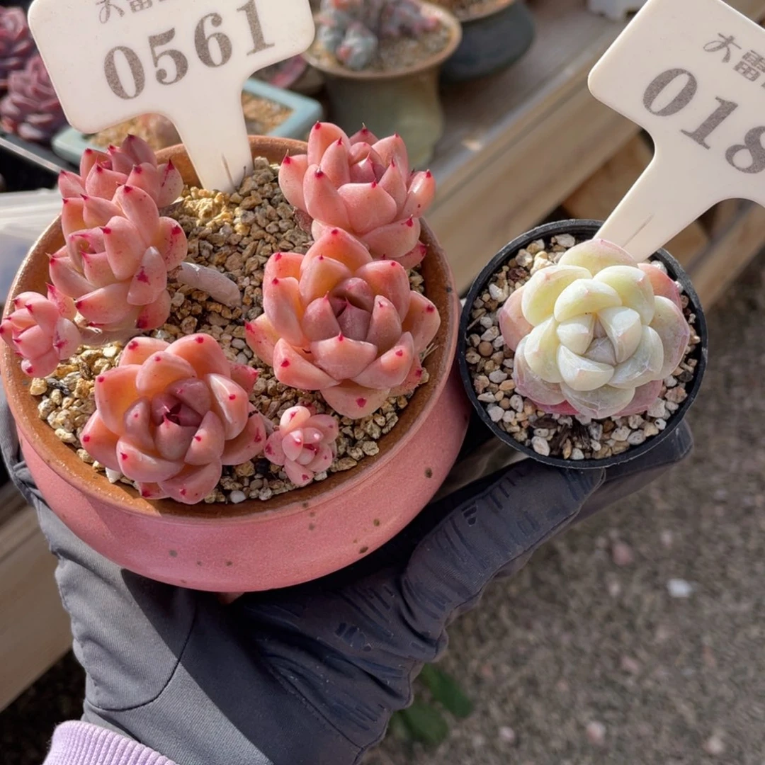 丶**勺0561 0180 佳英冰玉 啦啦