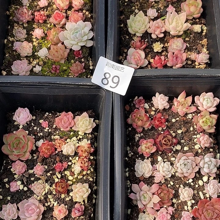89 多肉植物盆栽花卉