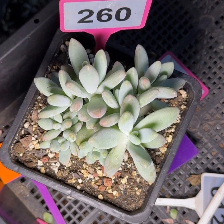 多肉植物白兰地260