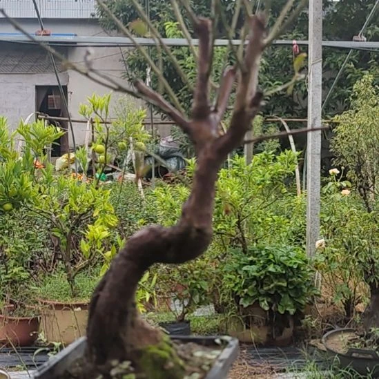 梦****无花朵梅花盆景精品造型
