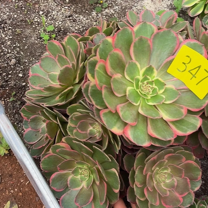 多肉植物福利347个