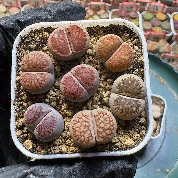 小***俞生石花2:：：。  71号