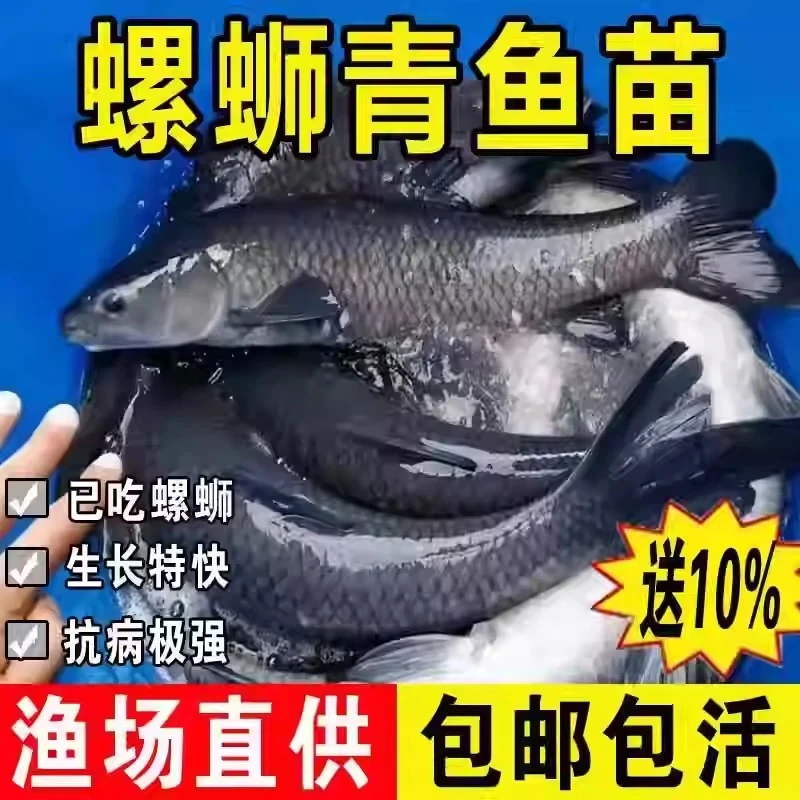 正宗本地螺丝青鱼苗耐活易养殖可作水族观赏鱼