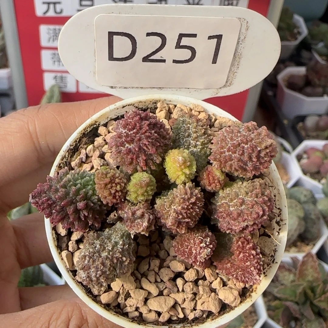 朱紫玉。    251。