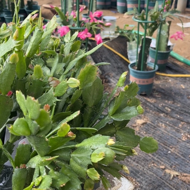 011➕丽斯两颗脱土发