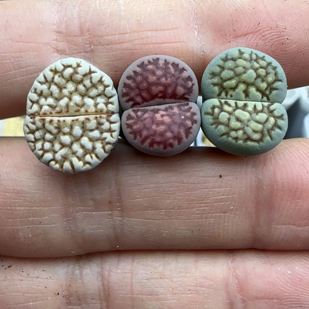 彩色网纹清框福利30包邮