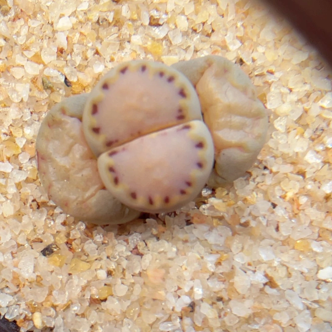 320。888888888888555888