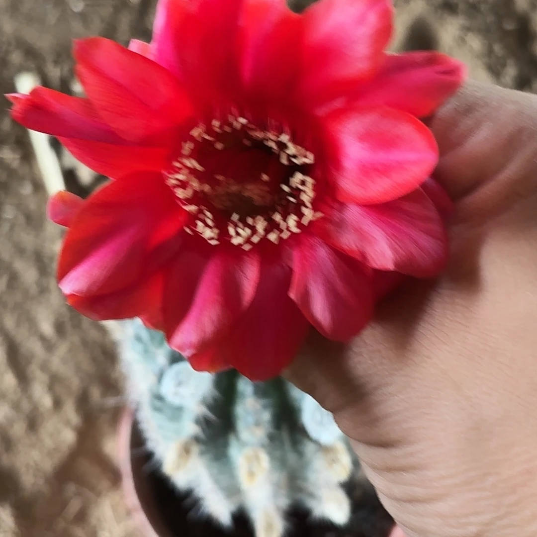 540 有根球球瑕20包邮