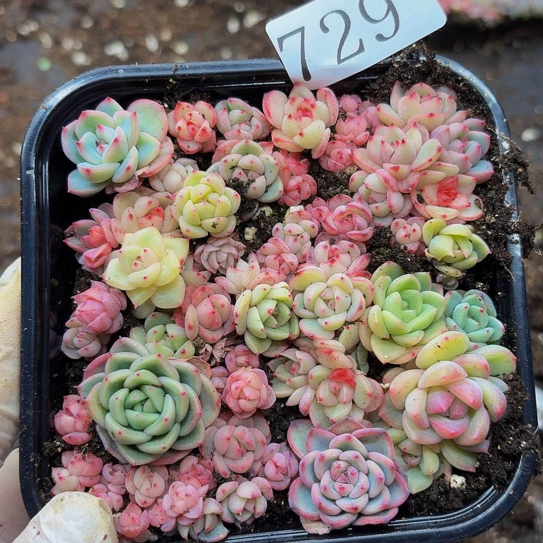 多肉植物多肉植物729