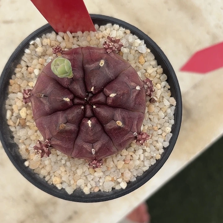 炙***592-0611泰国发货