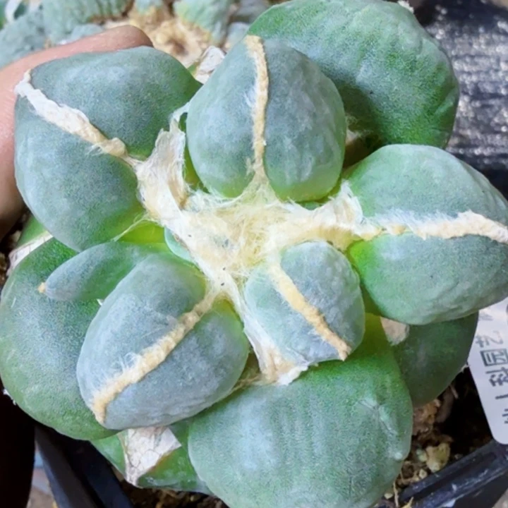 帆***无花朵福利苗接蛋尤423