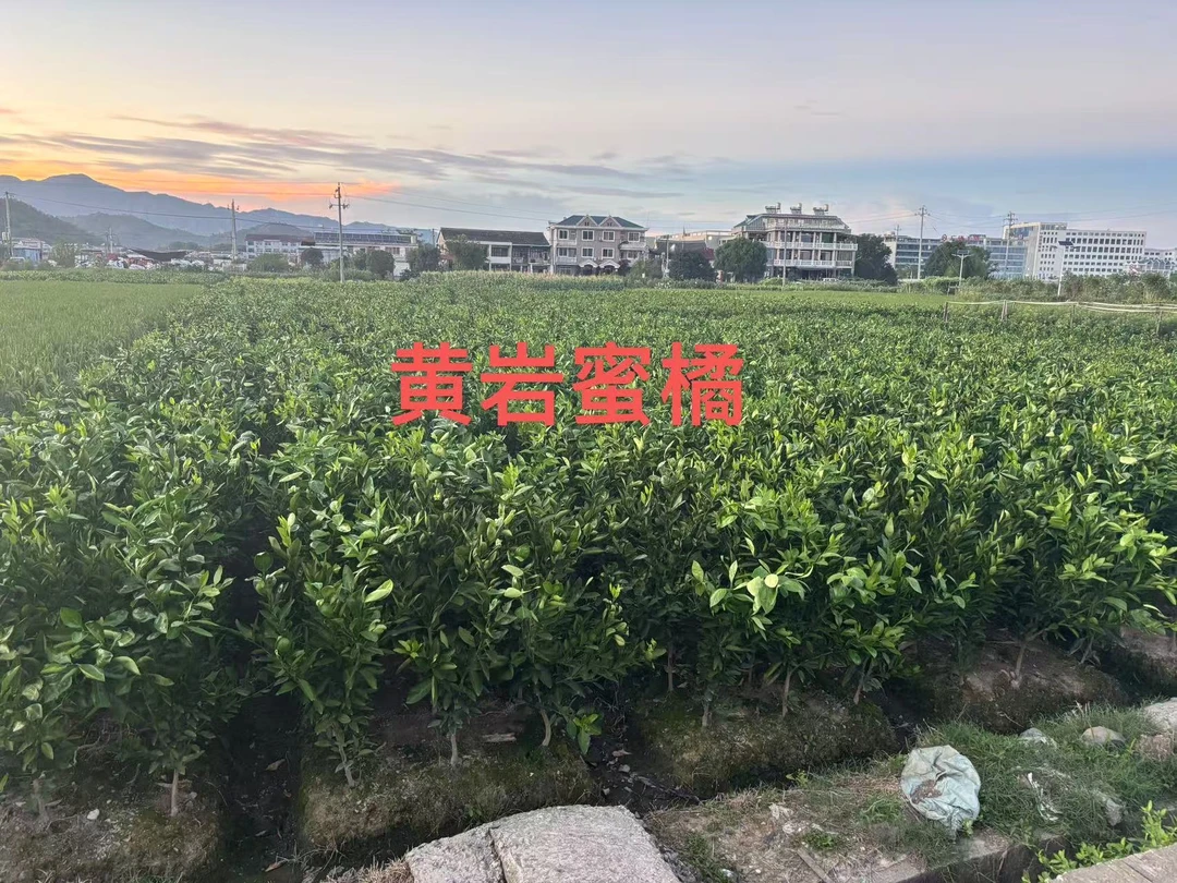 黄岩蜜桔两年苗早熟宫川带土移栽苗蜜橘苗盆栽地栽嫁接苗庭院种植