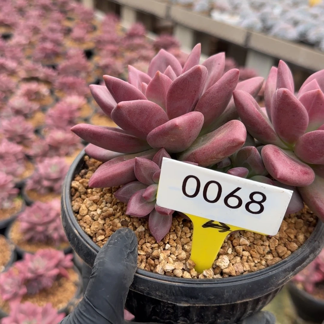 穿***o068。         和非