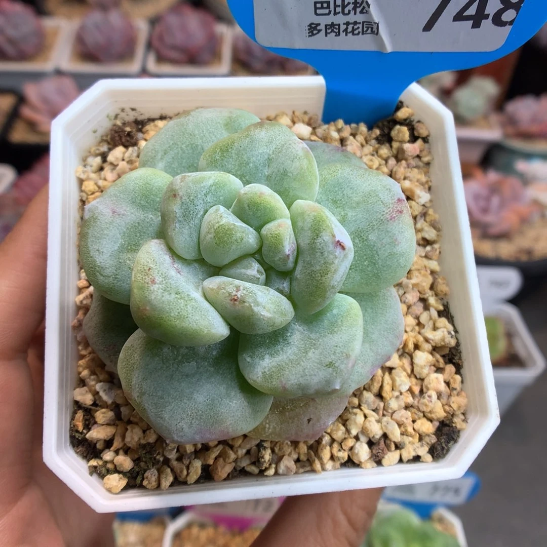 748灭心冰玉石化多肉植物