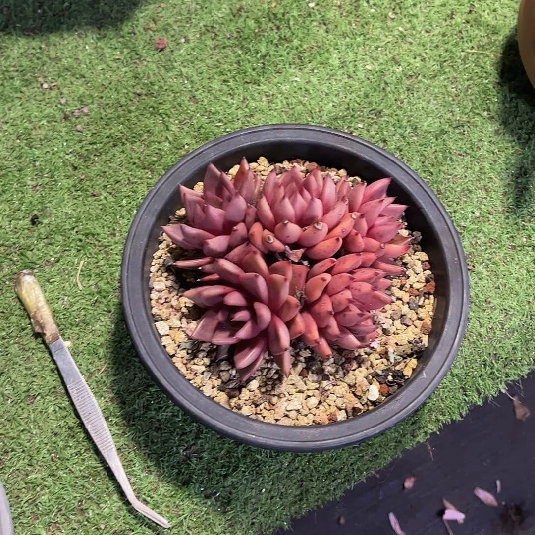 心***情密檐玫瑰多肉植物108