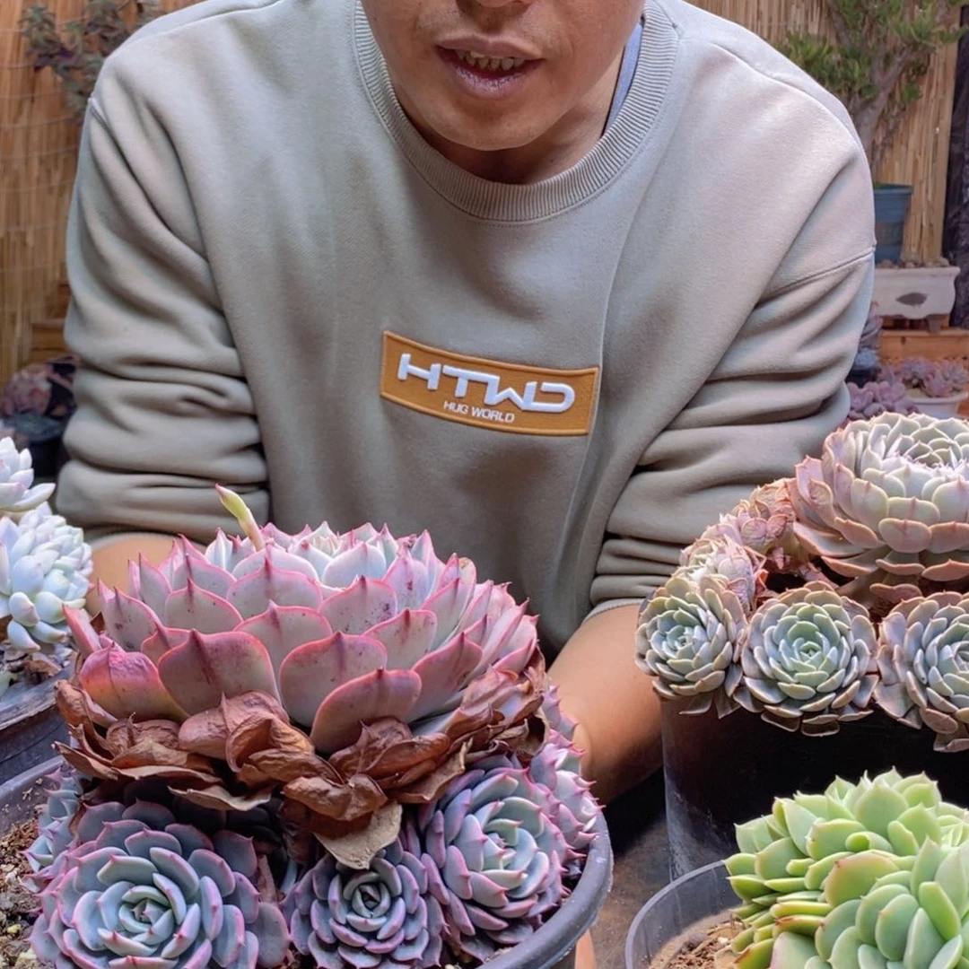 简***凡341原始天赐缀化多肉植物