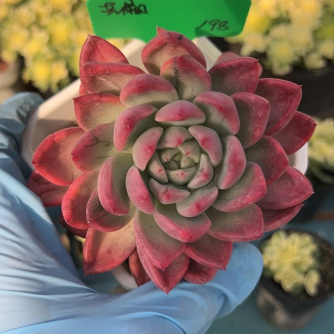 尧*东云锦，多肉植物