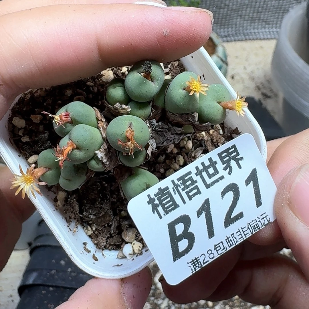 多肉植物的润泽发呵呵