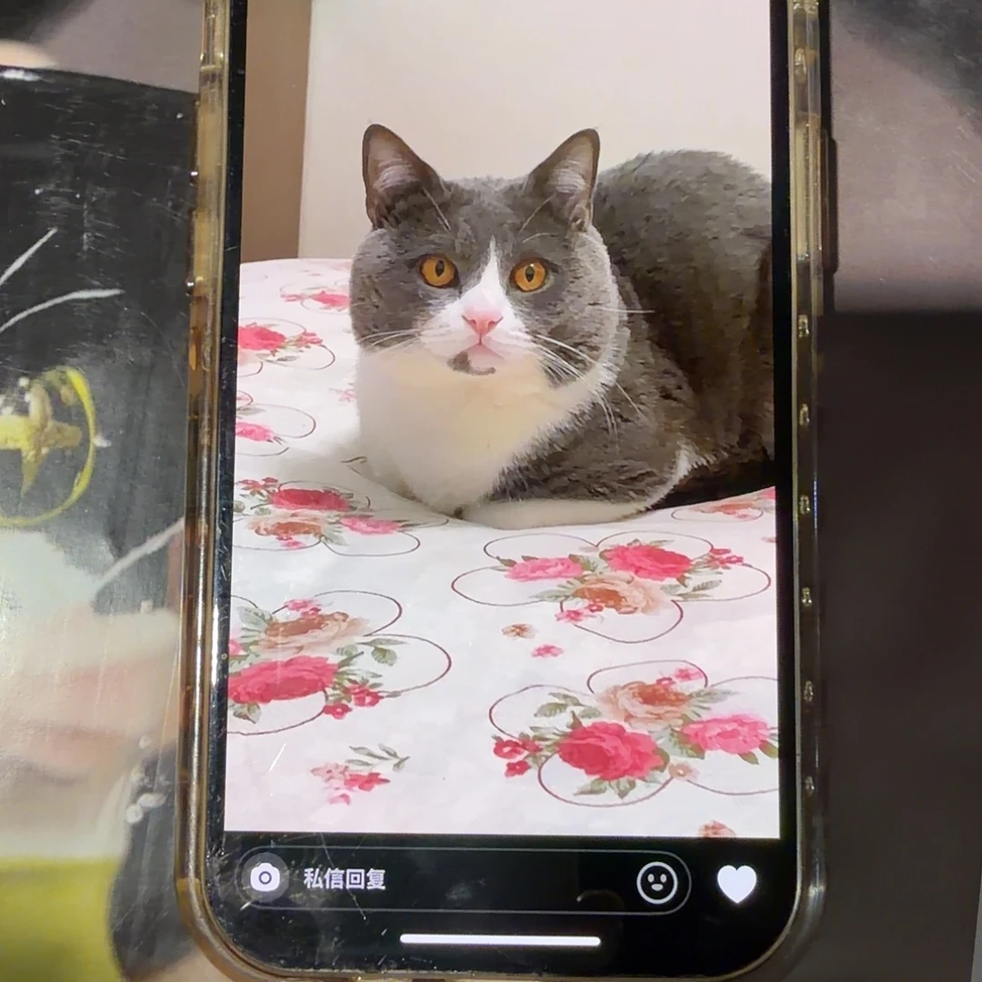 五***瑾预定一套蓝白猫猫一个半月