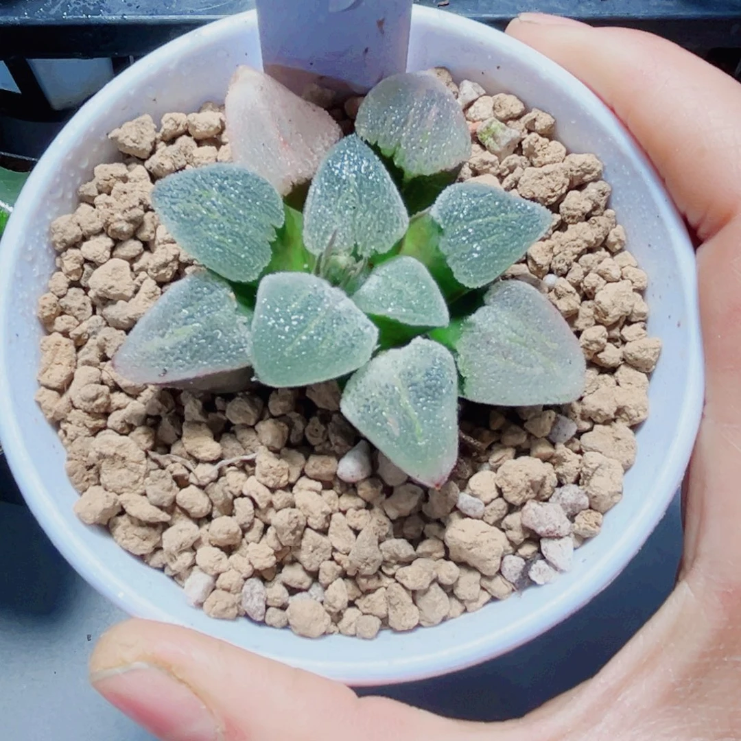 冰钻多肉植物6666