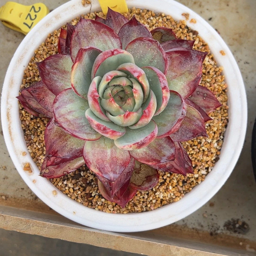 298惊鸿仙子 阿松多肉