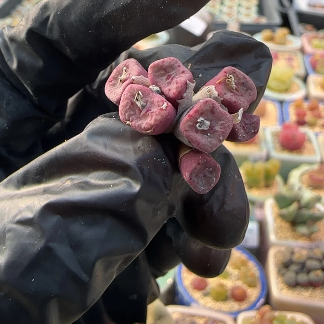 一***4481-一物一拍 hhhh