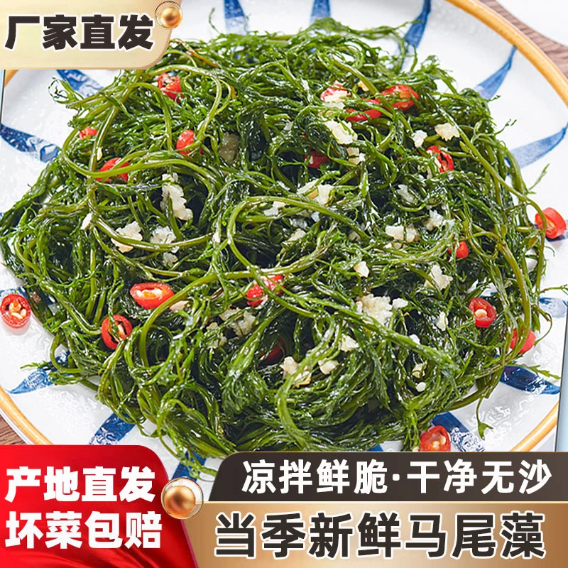 盐渍鞭炮笋麻辣烫火锅海藻菜干净无沙凉拌盐渍马尾藻火炮菜长寿菜