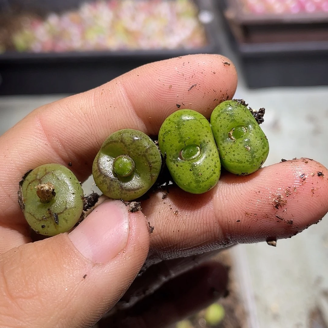 若***_205当天凑满十八元包邮生石花