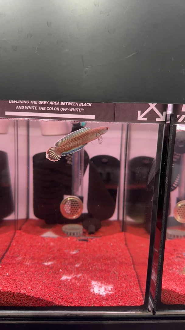 奶茶雷龙鱼随机发（全品8-10）