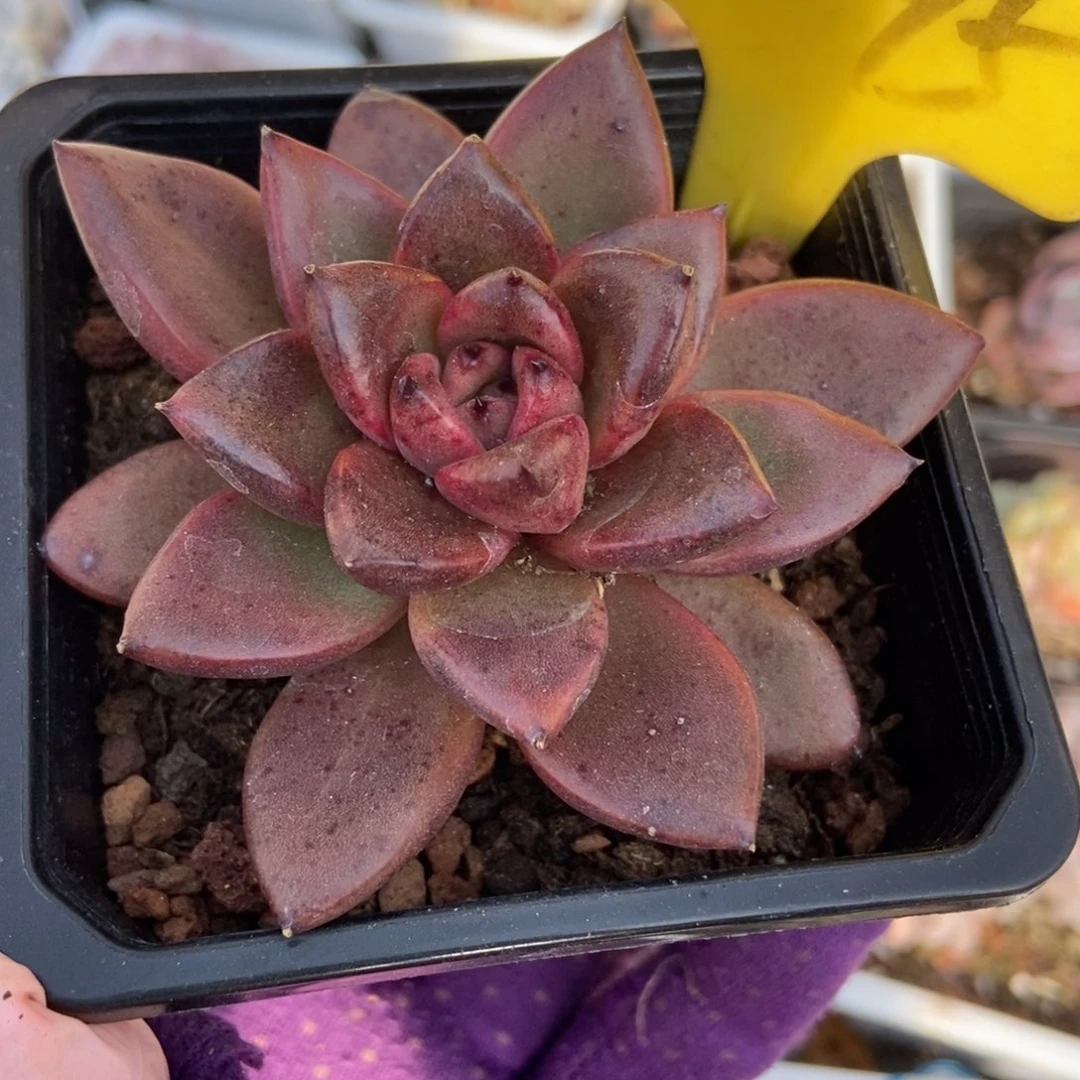 1095丰沛玫瑰多肉植物保护