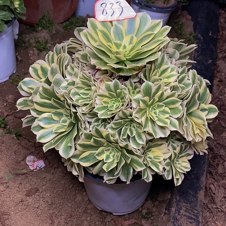 艳凝老桩捧花833号