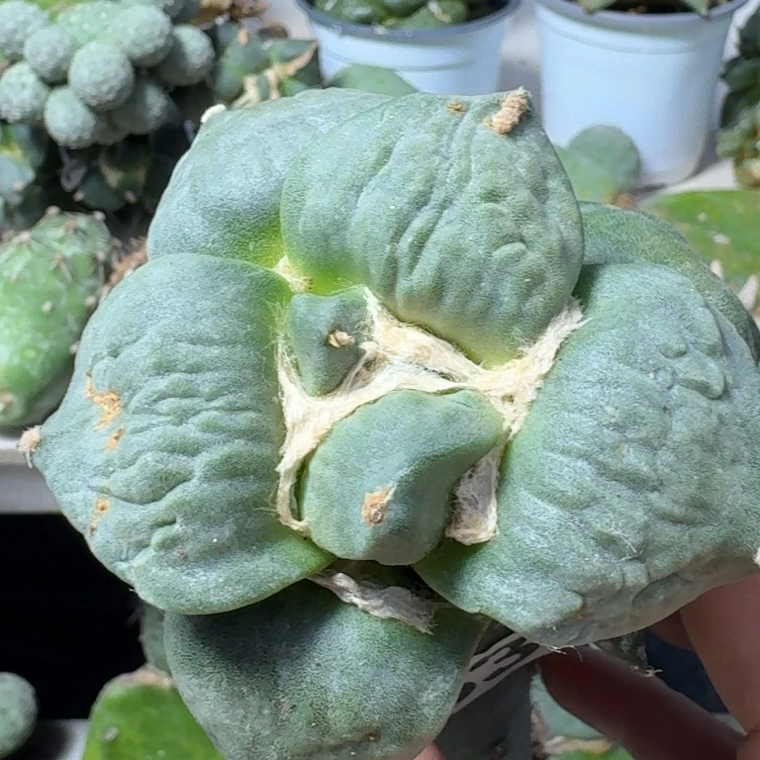 【闪购商品】无花朵噗****通牛蛇怒涛763