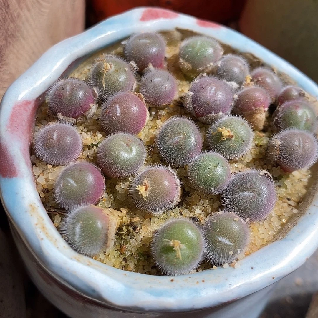 一颗单头史蒂芬大毛球。