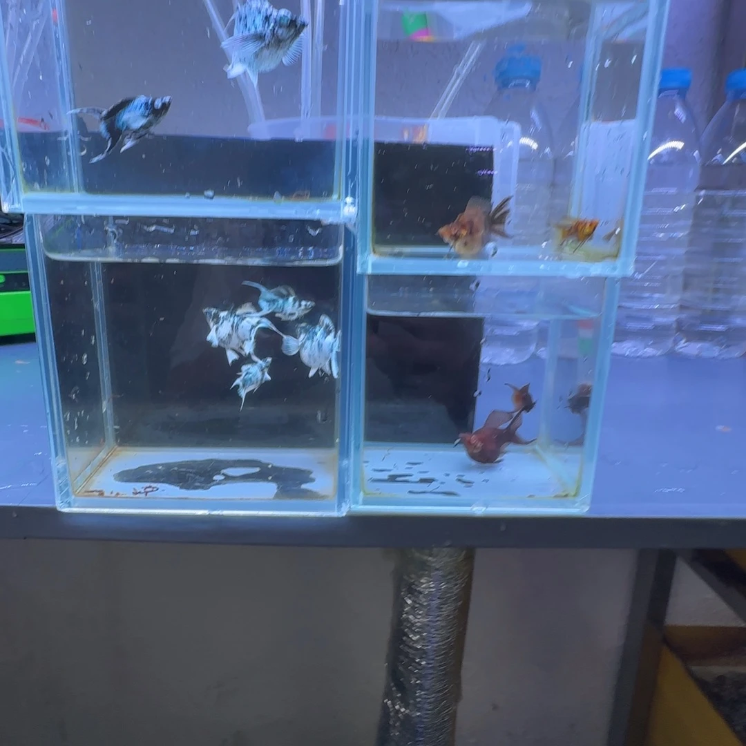 幸***运海水鱼多乐多乐多乐