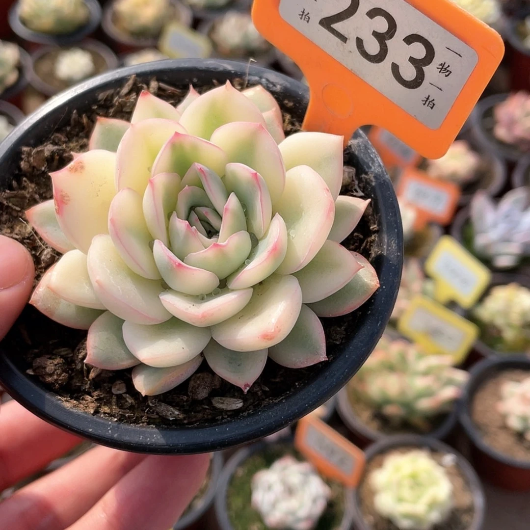 【闪购商品】冷****?233号