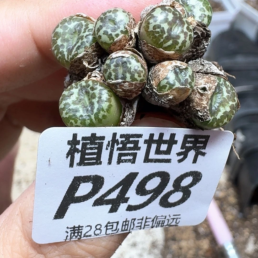 多肉植物的润泽的多