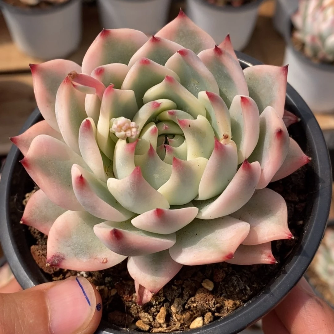 吉娃娃锦多肉植物35号