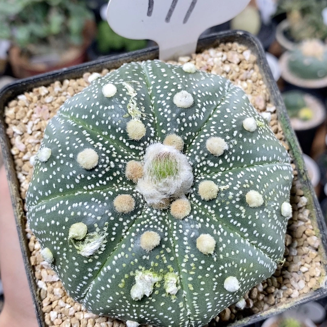 179号实生星兜8.3cm