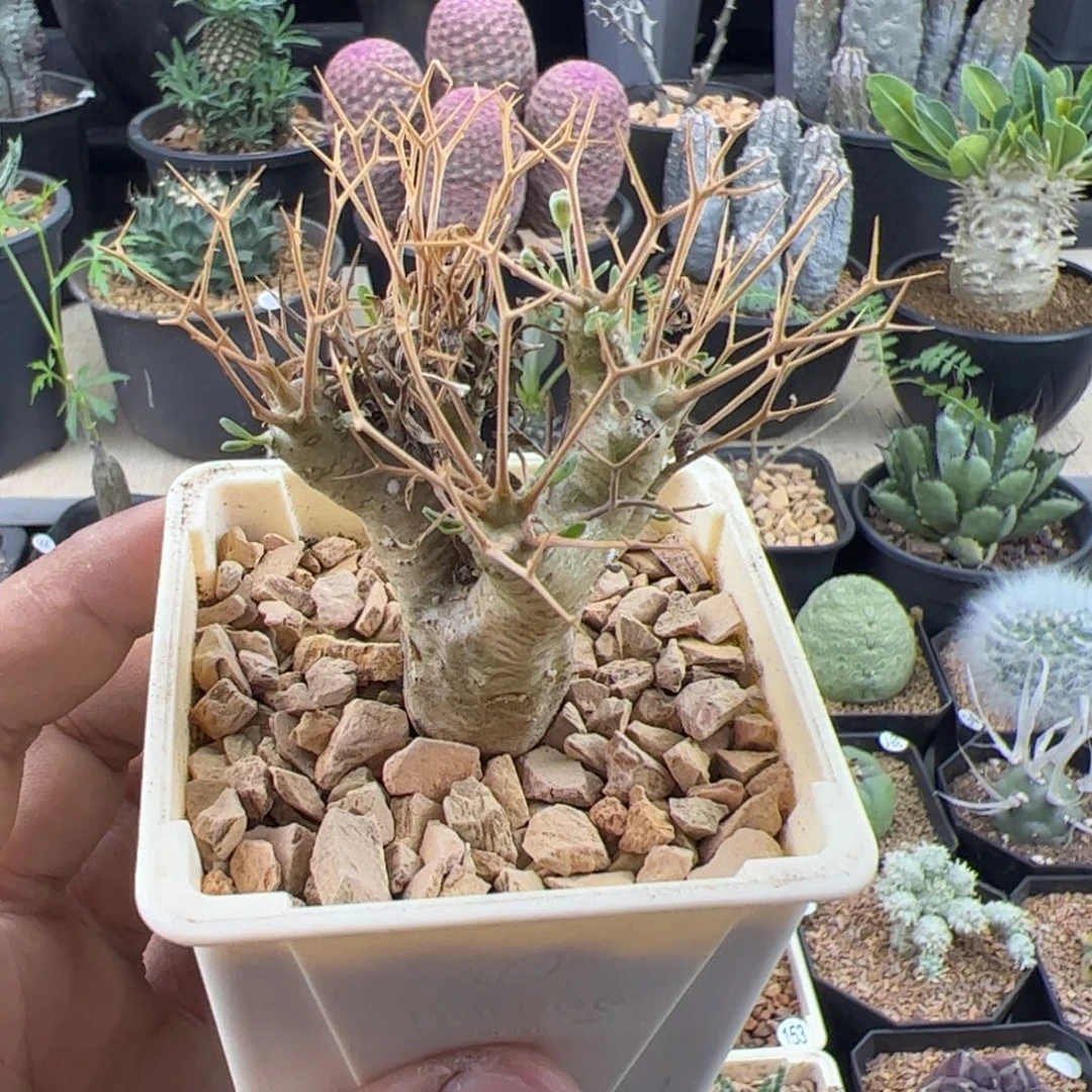 黑鬼殿厚敦菊一物一拍默认脱土发