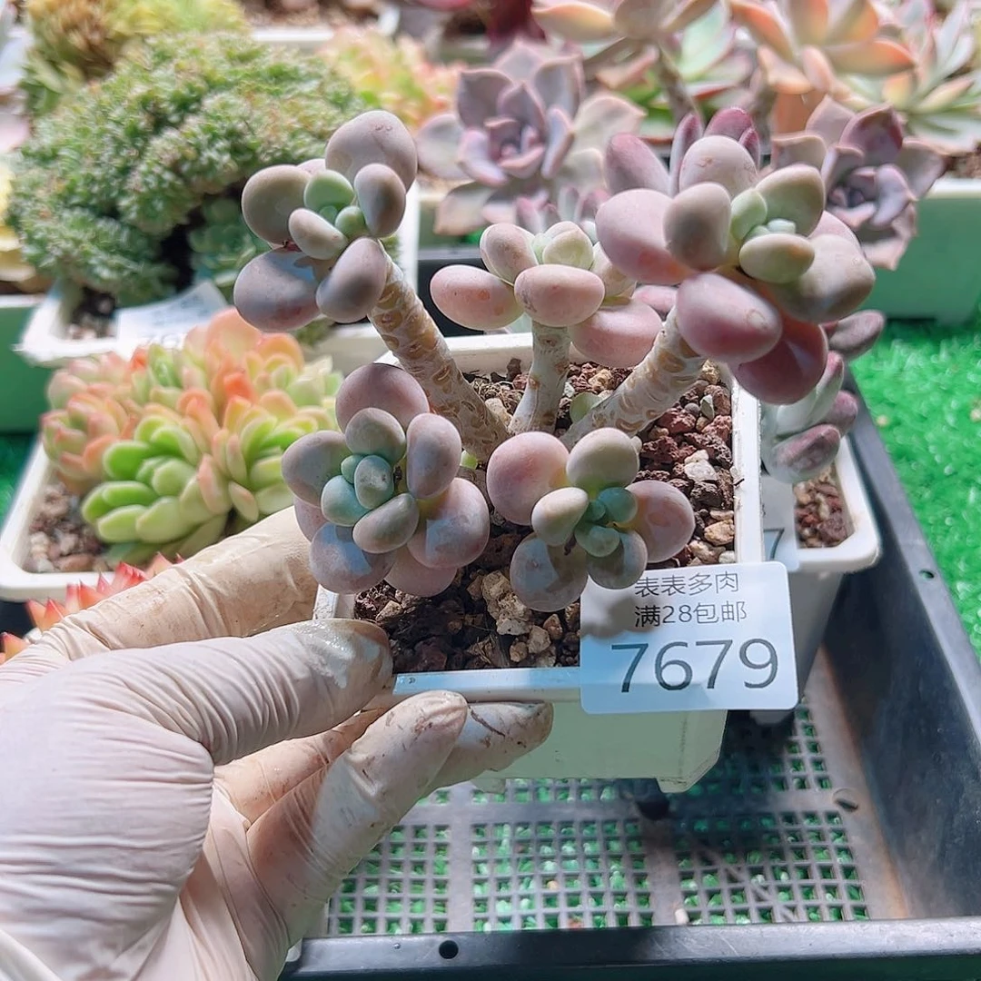 无花朵多肉一物一拍7679