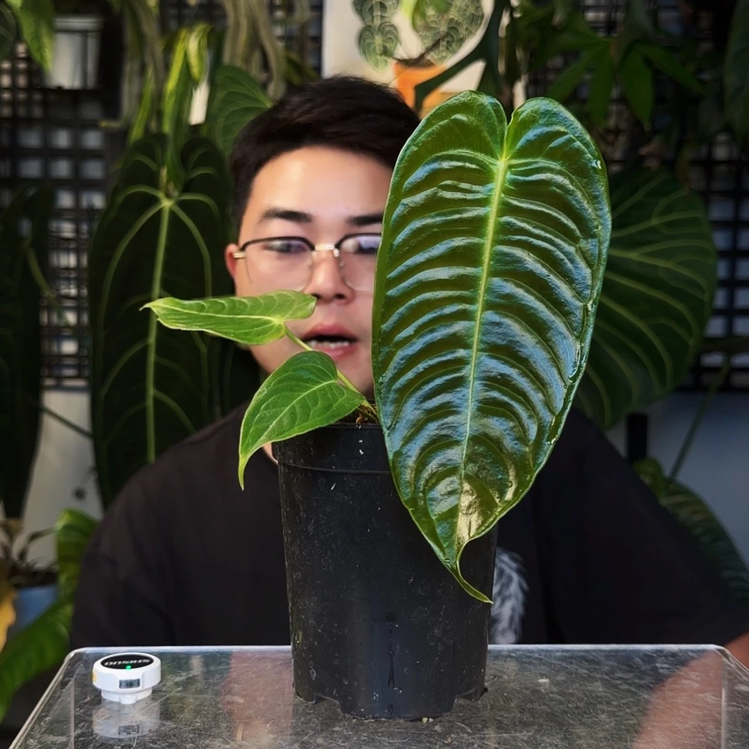 不开花植物E47火鹤王