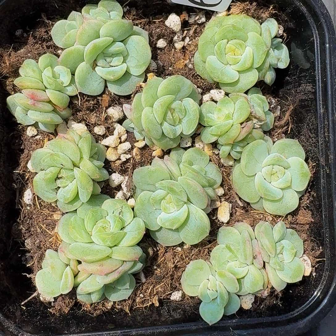 多肉植物多肉植物652
