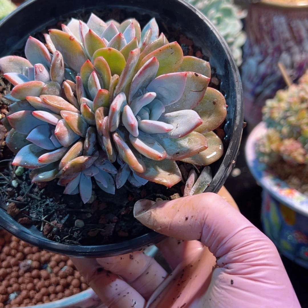 新年快乐我的8888888