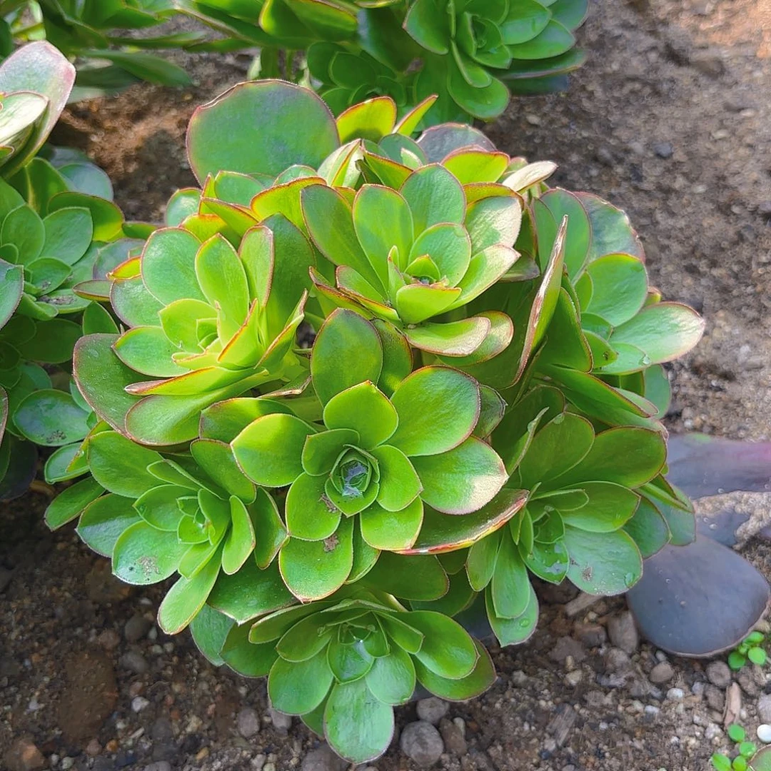 魅金绣球多肉植物